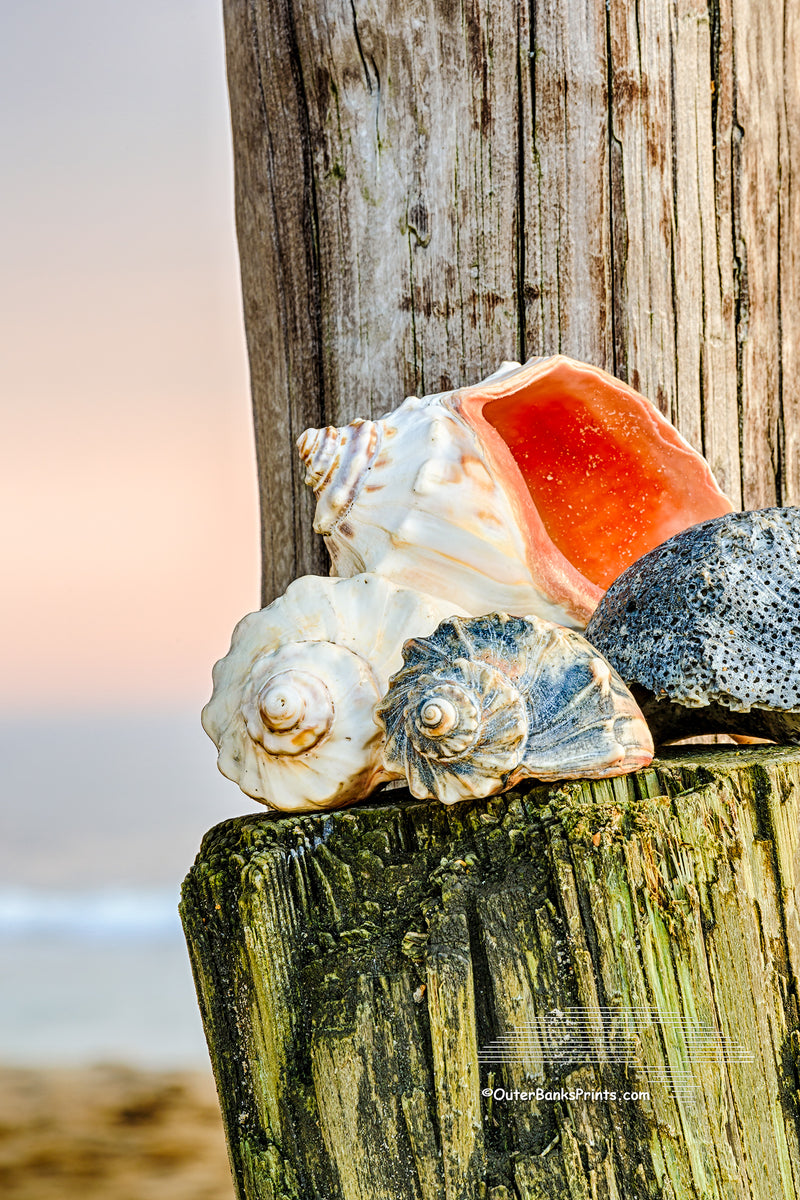 Outer Banks Shells Outer Banks Photo Prints