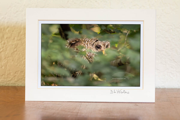 This Barred owl was photographed peeking out of the foliage, at Alligator Wildlife Refuge, about a half hour west of the beach off of highway 64. Barred owls are also known as Hoot owls because of their distinctive calls. They are one of the few owls that do not have ear tufts in the eastern United States.