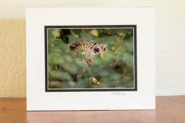 This Barred owl was photographed peeking out of the foliage, at Alligator Wildlife Refuge, about a half hour west of the beach off of highway 64. Barred owls are also known as Hoot owls because of their distinctive calls. They are one of the few owls that do not have ear tufts in the eastern United States.