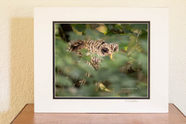 This Barred owl was photographed peeking out of the foliage, at Alligator Wildlife Refuge, about a half hour west of the beach off of highway 64. Barred owls are also known as Hoot owls because of their distinctive calls. They are one of the few owls that do not have ear tufts in the eastern United States.