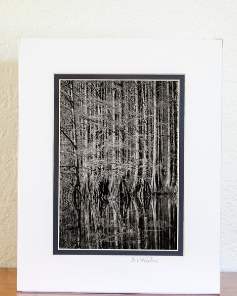 Cypress Study Outer Banks