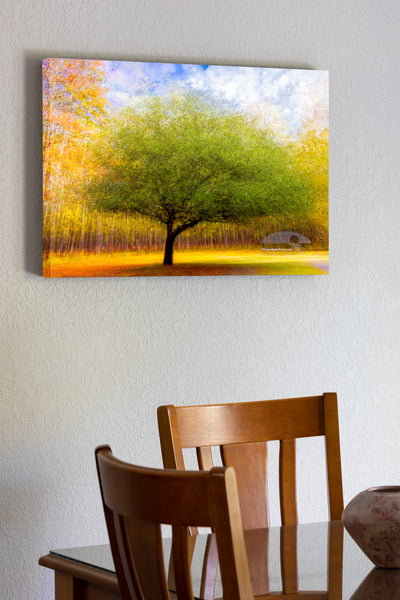 I photograph this tree at Goose Creek State Park near Washington,, North Carolina. It is a composite of 25 photos of the same tree from different angles. I layered all 25 photographs in Photoshop and change the  opacity and blend mode off each layer until I came up with something I liked. This is known as the Pep Ventosa technique.