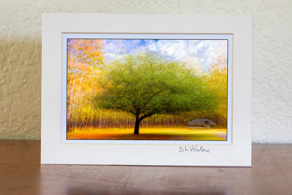 I photograph this tree at Goose Creek State Park near Washington,, North Carolina. It is a composite of 25 photos of the same tree from different angles. I layered all 25 photographs in Photoshop and change the  opacity and blend mode off each layer until I came up with something I liked. This is known as the Pep Ventosa technique.