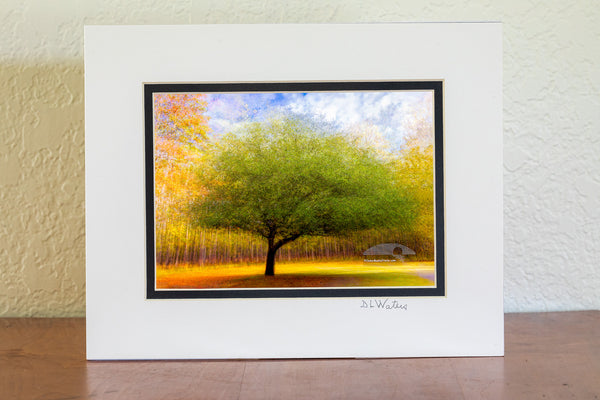 I photograph this tree at Goose Creek State Park near Washington,, North Carolina. It is a composite of 25 photos of the same tree from different angles. I layered all 25 photographs in Photoshop and change the  opacity and blend mode off each layer until I came up with something I liked. This is known as the Pep Ventosa technique.