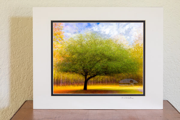 I photograph this tree at Goose Creek State Park near Washington,, North Carolina. It is a composite of 25 photos of the same tree from different angles. I layered all 25 photographs in Photoshop and change the  opacity and blend mode off each layer until I came up with something I liked. This is known as the Pep Ventosa technique.