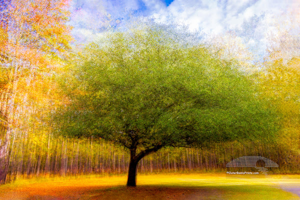 I photograph this tree at Goose Creek State Park near Washington,, North Carolina. It is a composite of 25 photos of the same tree from different angles. I layered all 25 photographs in Photoshop and change the  opacity and blend mode off each layer until I came up with something I liked. This is known as the Pep Ventosa technique.