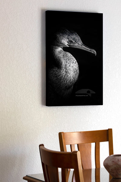 Black and white close-up of a cormorant coming out of deep shadows into the light.