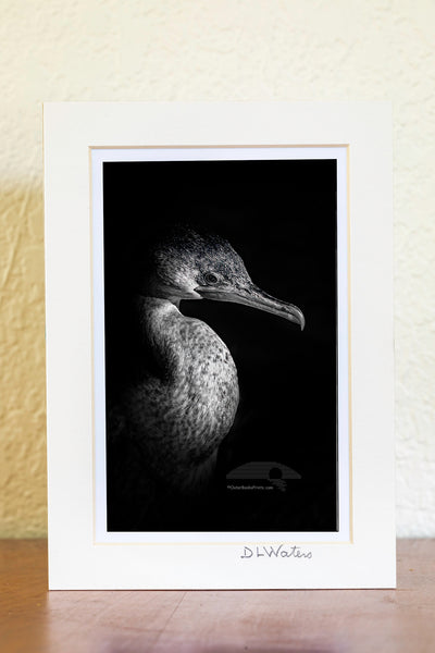 Black and white close-up of a cormorant coming out of deep shadows into the light.