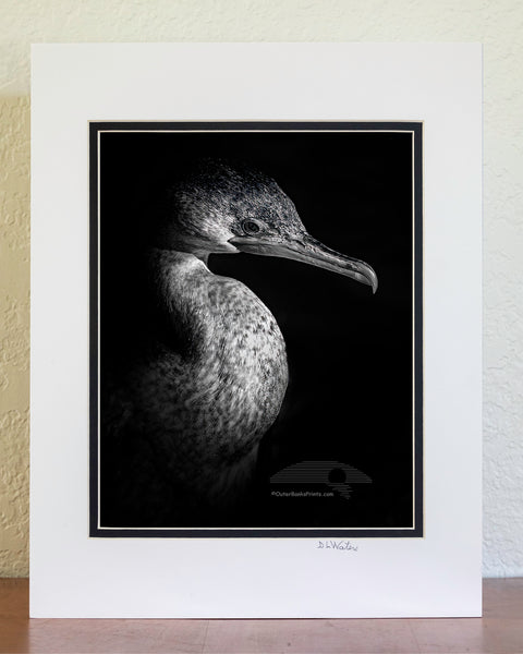 Black and white close-up of a cormorant coming out of deep shadows into the light.
