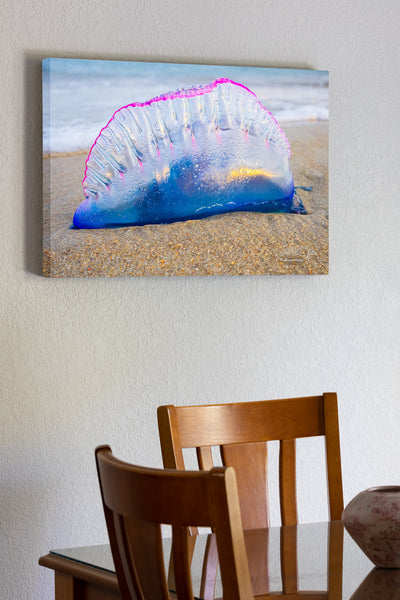 A mesmerizing close-up of a Portuguese Man of War washed ashore at Frisco Beach, Outer Banks, NC.
Nature’s beauty with a sting!The Portuguese Man of War is commonly referred to as a Bluebottle because of his vibrant balloon-like float. 
Interesting Facts:
Despite its jellyfish-like appearance, the Portuguese Man of War is a siphonophore—a colony of specialized organisms working together.
Its long, venomous tentacles can deliver painful stings even after it’s washed ashore.
The name "Man of War" come