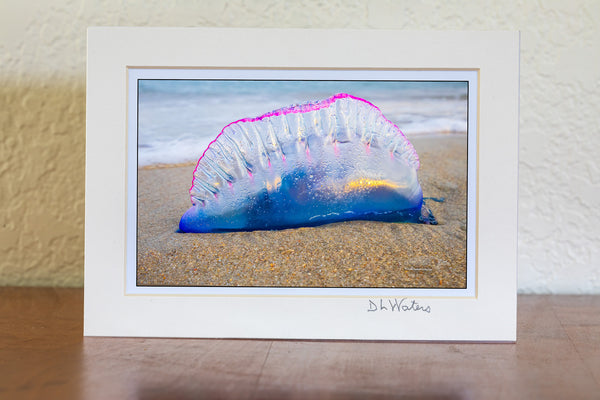 A mesmerizing close-up of a Portuguese Man of War washed ashore at Frisco Beach, Outer Banks, NC.
Nature’s beauty with a sting!The Portuguese Man of War is commonly referred to as a Bluebottle because of his vibrant balloon-like float. 
Interesting Facts:
Despite its jellyfish-like appearance, the Portuguese Man of War is a siphonophore—a colony of specialized organisms working together.
Its long, venomous tentacles can deliver painful stings even after it’s washed ashore.
The name "Man of War" come