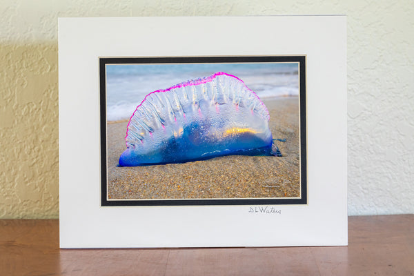 A mesmerizing close-up of a Portuguese Man of War washed ashore at Frisco Beach, Outer Banks, NC.
Nature’s beauty with a sting!The Portuguese Man of War is commonly referred to as a Bluebottle because of his vibrant balloon-like float. 
Interesting Facts:
Despite its jellyfish-like appearance, the Portuguese Man of War is a siphonophore—a colony of specialized organisms working together.
Its long, venomous tentacles can deliver painful stings even after it’s washed ashore.
The name "Man of War" come
