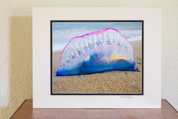 A mesmerizing close-up of a Portuguese Man of War washed ashore at Frisco Beach, Outer Banks, NC.
Nature’s beauty with a sting!The Portuguese Man of War is commonly referred to as a Bluebottle because of his vibrant balloon-like float. 
Interesting Facts:
Despite its jellyfish-like appearance, the Portuguese Man of War is a siphonophore—a colony of specialized organisms working together.
Its long, venomous tentacles can deliver painful stings even after it’s washed ashore.
The name "Man of War" come