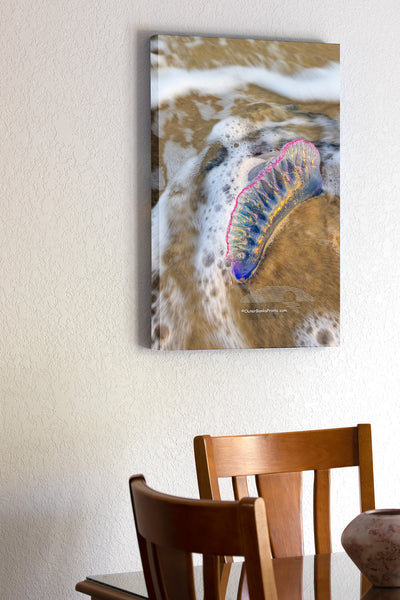 Blue Bottlein the Surf – Frisco Beach, Outer Banks, NC
Bluebottle is another name for Portuguese man of war. This striking marine drifter, often mistaken for a jellyfish, is actually a colony of organisms working together as one. Its iridescent, balloon-like float catches the wind, while long, venomous tentacles—sometimes stretching over 30 feet—trail below to stun and capture prey. Spotted in the surf at Frisco Beach, this one reminds us that even the most beautiful things in nature can be dangerous.The lo