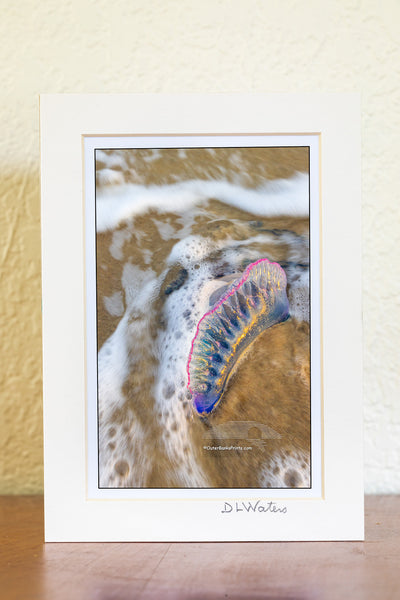 Blue Bottlein the Surf – Frisco Beach, Outer Banks, NC
Bluebottle is another name for Portuguese man of war. This striking marine drifter, often mistaken for a jellyfish, is actually a colony of organisms working together as one. Its iridescent, balloon-like float catches the wind, while long, venomous tentacles—sometimes stretching over 30 feet—trail below to stun and capture prey. Spotted in the surf at Frisco Beach, this one reminds us that even the most beautiful things in nature can be dangerous.The lo