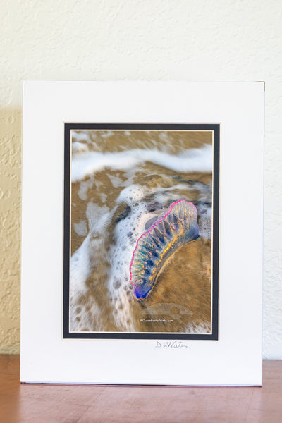 Blue Bottlein the Surf – Frisco Beach, Outer Banks, NC
Bluebottle is another name for Portuguese man of war. This striking marine drifter, often mistaken for a jellyfish, is actually a colony of organisms working together as one. Its iridescent, balloon-like float catches the wind, while long, venomous tentacles—sometimes stretching over 30 feet—trail below to stun and capture prey. Spotted in the surf at Frisco Beach, this one reminds us that even the most beautiful things in nature can be dangerous.The lo