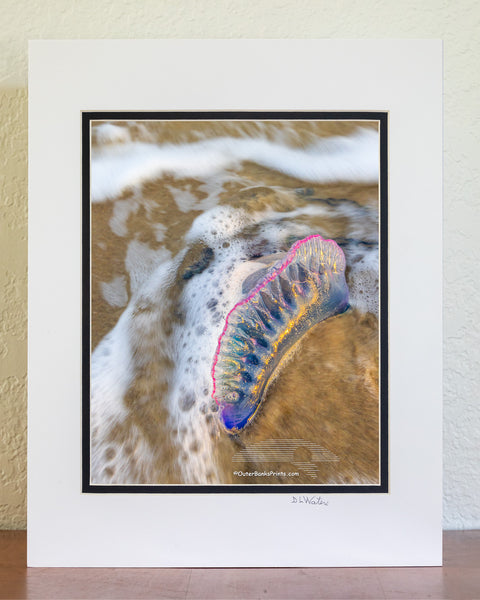 Blue Bottlein the Surf – Frisco Beach, Outer Banks, NC
Bluebottle is another name for Portuguese man of war. This striking marine drifter, often mistaken for a jellyfish, is actually a colony of organisms working together as one. Its iridescent, balloon-like float catches the wind, while long, venomous tentacles—sometimes stretching over 30 feet—trail below to stun and capture prey. Spotted in the surf at Frisco Beach, this one reminds us that even the most beautiful things in nature can be dangerous.The lo