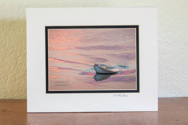 Colorful reflection of sunrise and clam shell on the beach at Kitty Hawk Outer Banks North Carolina.