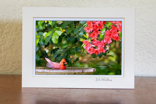 A male northern cardinal enjoys a refreshing bath in the birdbath, with the vibrant reds of blooming azaleas in the background. The matching colors and lively scene capture a perfect spring moment right in my backyard.