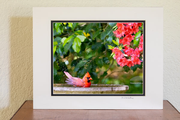 A male northern cardinal enjoys a refreshing bath in the birdbath, with the vibrant reds of blooming azaleas in the background. The matching colors and lively scene capture a perfect spring moment right in my backyard.
