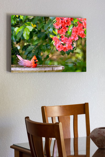 A male northern cardinal enjoys a refreshing bath in the birdbath, with the vibrant reds of blooming azaleas in the background. The matching colors and lively scene capture a perfect spring moment right in my backyard.