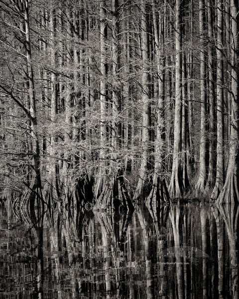 Cypress Study Outer Banks