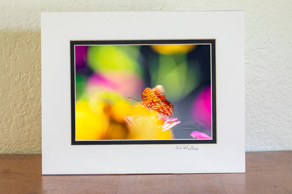 I used a shallow depth of field to create this dreamy effect of a Passion Butterfly and Zinnia flowers on the Outer Banks in Duck, North Carolina.