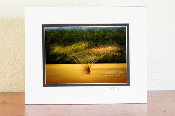 Dreamy Outer Banks Impressions