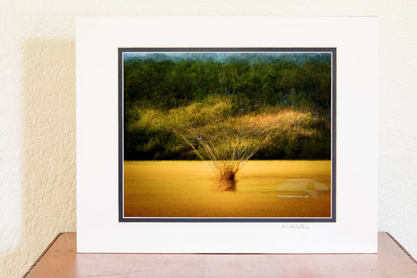 Dreamy Outer Banks Impressions