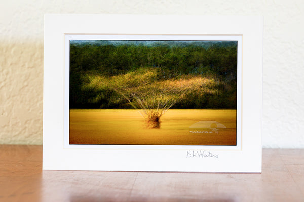 Dreamy Outer Banks Impressions