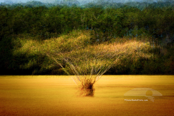 Dreamy Outer Banks Impressions