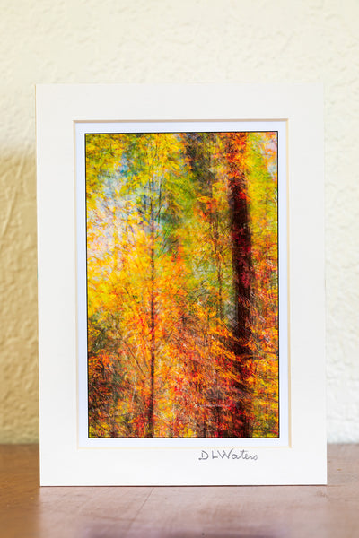 Fall foliage composed of 15 layered images from slightly different angles to show the feeling of fall. This was photographed at Nags Head Woods in Kill Devil Hills on the Outer Banks of North Carolina.