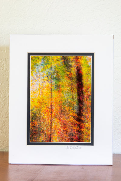 Fall foliage composed of 15 layered images from slightly different angles to show the feeling of fall. This was photographed at Nags Head Woods in Kill Devil Hills on the Outer Banks of North Carolina.