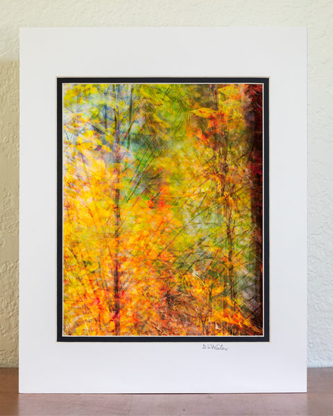 Fall foliage composed of 15 layered images from slightly different angles to show the feeling of fall. This was photographed at Nags Head Woods in Kill Devil Hills on the Outer Banks of North Carolina.