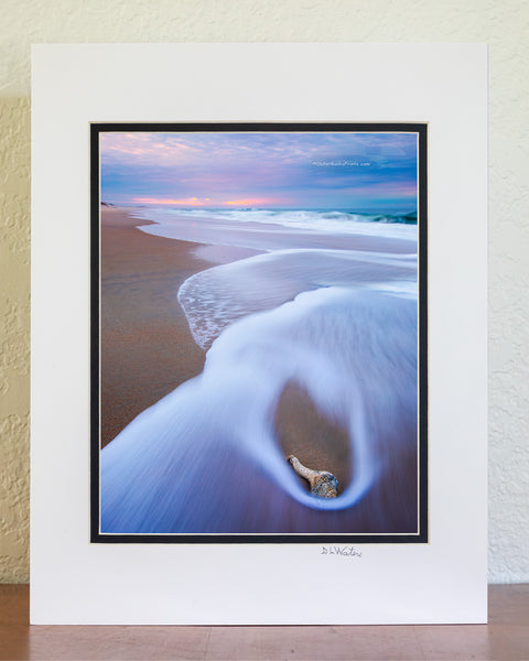 Gift From the Sea Outer Banks Shells