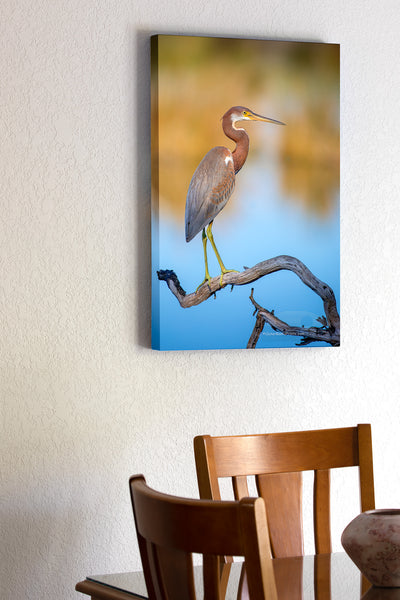Juvenile Tricolored Heron Outer Banks Birds