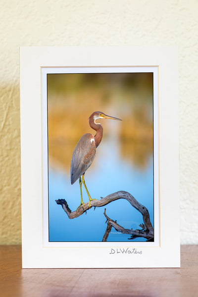 Juvenile Tricolored Heron Outer Banks Birds