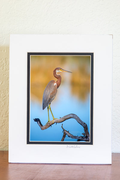Juvenile Tricolored Heron Outer Banks Birds