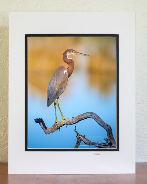 Juvenile Tricolored Heron Outer Banks Birds