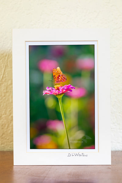 Photo of a Passion Butterfly in a Zinnia butterfly garden in Duck on the Outer Banks of North Carolina.