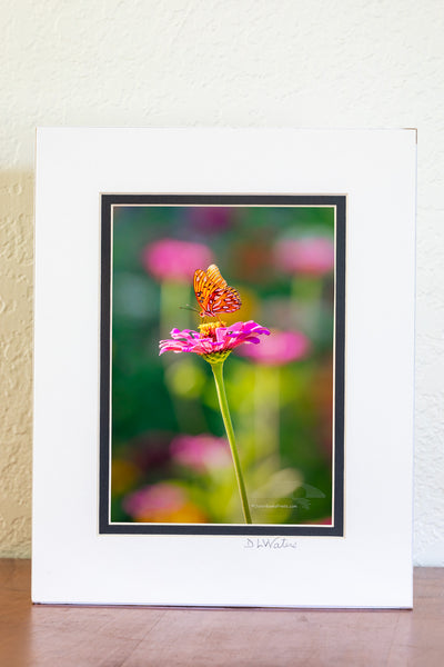 Photo of a Passion Butterfly in a Zinnia butterfly garden in Duck on the Outer Banks of North Carolina.