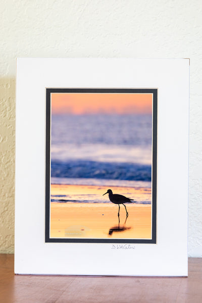 A graceful Willet making its early-morning stroll along the shoreline of Frisco Beach, within Cape Hatteras National Seashore. The soft dawn light and gentle surf perfectly frame this charming beachcomber as it searches for breakfast