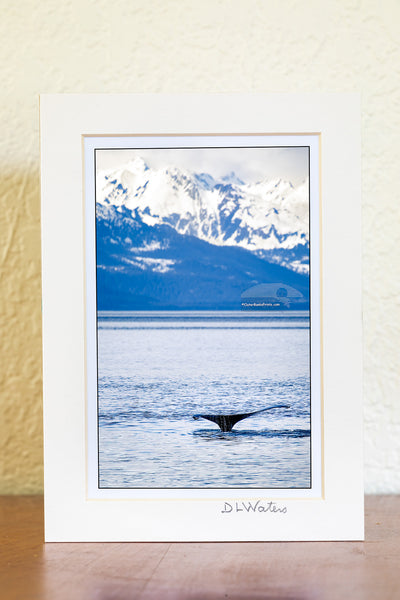 A humpback whale lifts its fluke before a deep dive in Juneau, Alaska. This iconic display, set against the snow-covered mountains reveals that this whale is preparing to explore the cold deep water below.