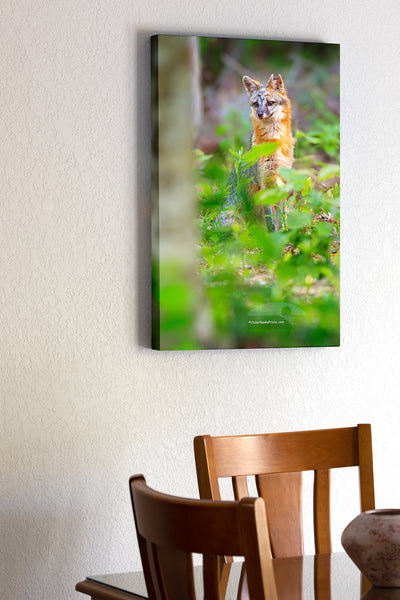 Grey fox, Point Harbor North Carolina.  We heard this howling raucous and noticed three young foxes run through the backyard. That evening this guy was limping around, the tips of his ears were nipped off. He must have been involved in the fight that scared the three younger foxes. I was able to get this shot while he recovered in our back yard.