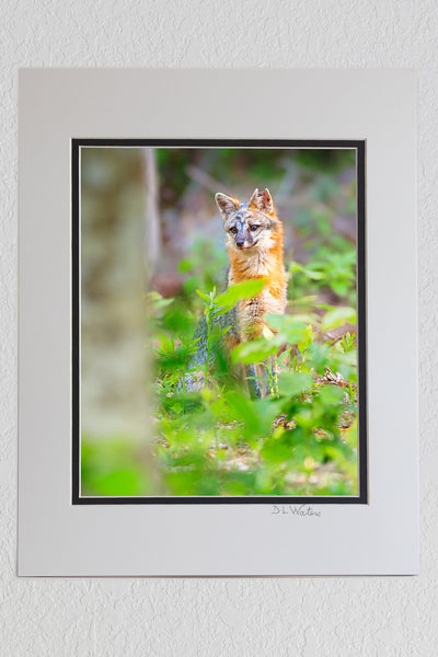 Grey fox, Point Harbor North Carolina.  We heard this howling raucous and noticed three young foxes run through the backyard. That evening this guy was limping around, the tips of his ears were nipped off. He must have been involved in the fight that scared the three younger foxes. I was able to get this shot while he recovered in our back yard.