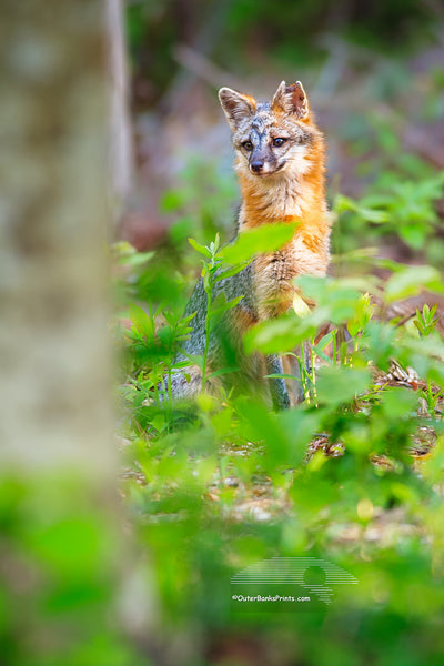 Grey fox, Point Harbor North Carolina.  We heard this howling raucous and noticed three young foxes run through the backyard. That evening this guy was limping around, the tips of his ears were nipped off. He must have been involved in the fight that scared the three younger foxes. I was able to get this shot while he recovered in our back yard.