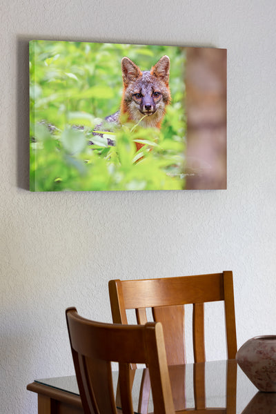 The Grey Fox used to be the most common fox in the eastern United States but due to deforestation it's numbers have dwindled,now the red fox is more common.A little known fact about the Grey Fox is that they are able to climb trees.