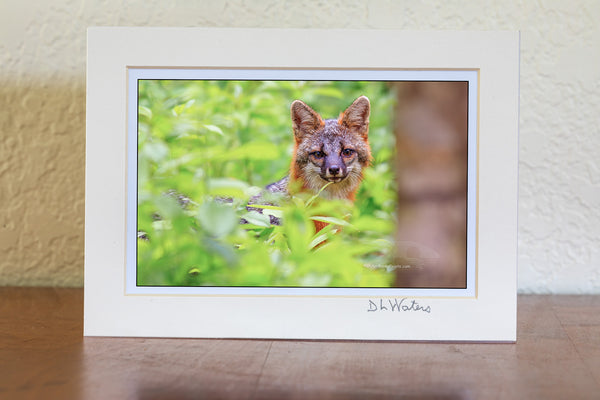 The Grey Fox used to be the most common fox in the eastern United States but due to deforestation it's numbers have dwindled,now the red fox is more common.A little known fact about the Grey Fox is that they are able to climb trees.