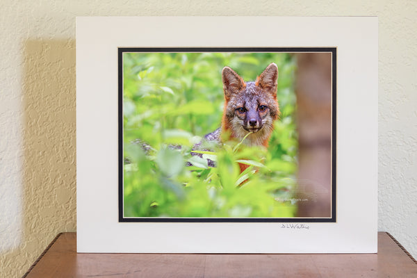 The Grey Fox used to be the most common fox in the eastern United States but due to deforestation it's numbers have dwindled,now the red fox is more common.A little known fact about the Grey Fox is that they are able to climb trees.