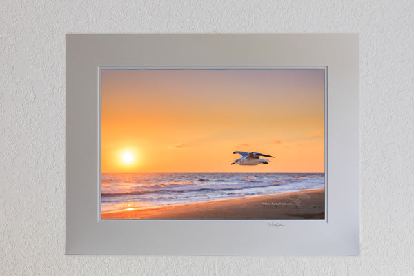 Seagull flying along a Outer Banks beach at sunrise. Seagulls are fabulous flyers that have mastered the art of sorry. They are one of the only species of sea birds that can survive by drinking salt water which enables them to go far out to sea. Seagulls mate for life and both parents care for the young.